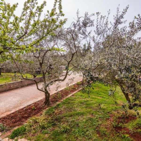 Apartmani Cvita, Apartmani Cvita Ugljan  Ugljan